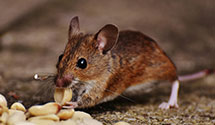 24 Hour & Emergency Exterminators in Orland, ME